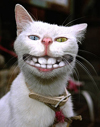 Avatar du membre