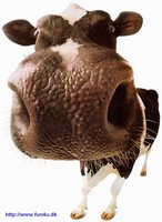 Avatar du membre